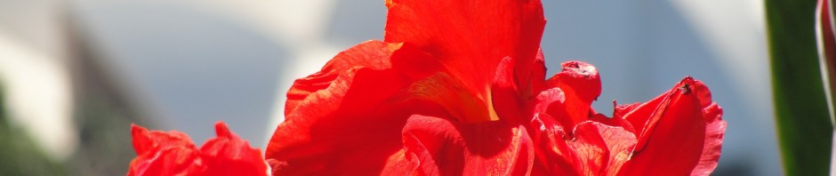 Sydney Opera House - Red Canna Lillies - Royal Botanical Gardens
