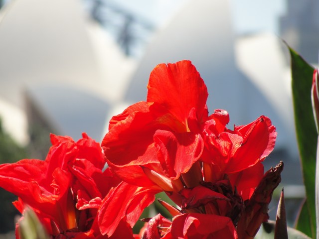 Sydney Opera House - Red Canna Lillies - Royal Botanical Gardens