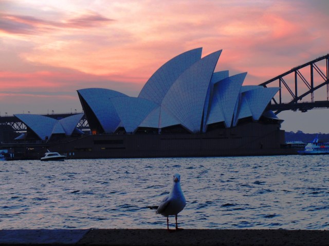 Sydney Opera House - Sunset in Sydney - Farm Cove - Sea Gull