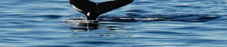 Orca near Melchior Island, Antarctica