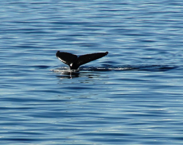 Orca near Melchior Island, Antarctica