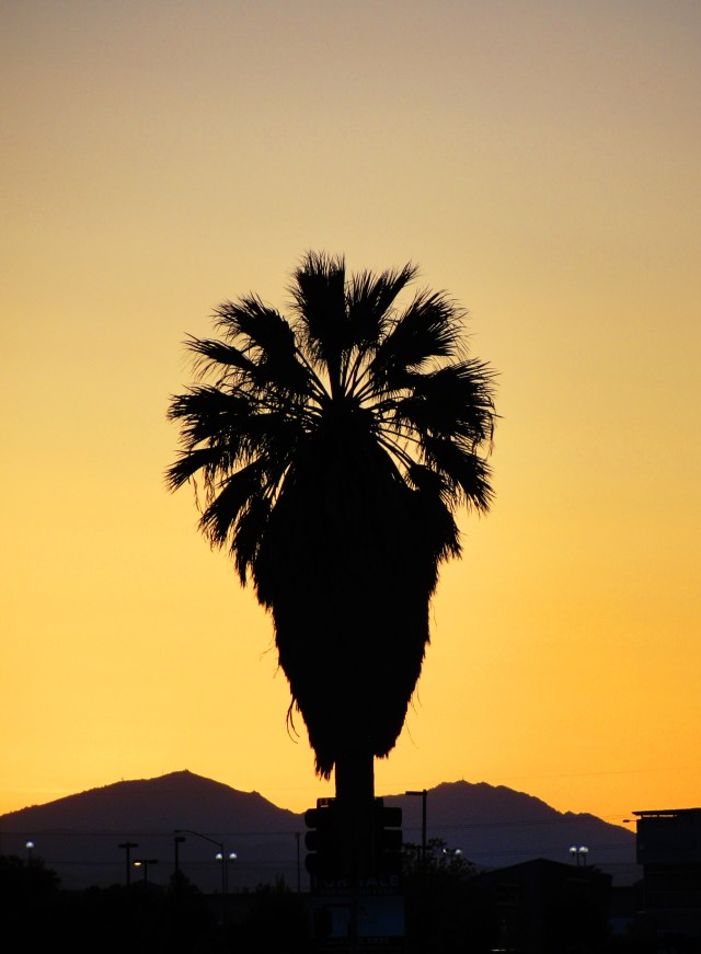 Palm tree and Mount Diablo sihouette - Tracy, California