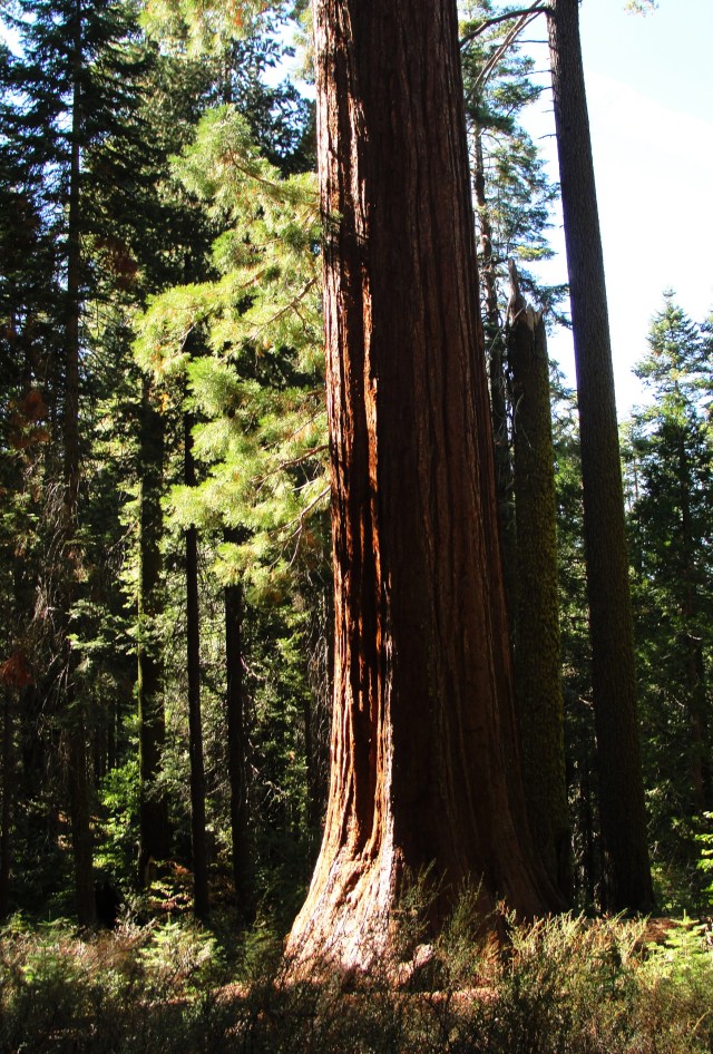 Base of a Giant Sequoia - Sequoiadendron giganteum - Tuolumne Grove - Yosemite