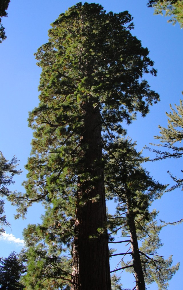 Giant Sequoia - Sequoiadendron giganteum - Tuolumne Grove - Yosemite - Crown