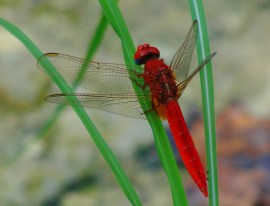 Trithemis kirbyi dragonfly at the Spring of Harod - Gideon's Spring - Dragonfly - Biblical Site - Nature - Red Dragonfly
