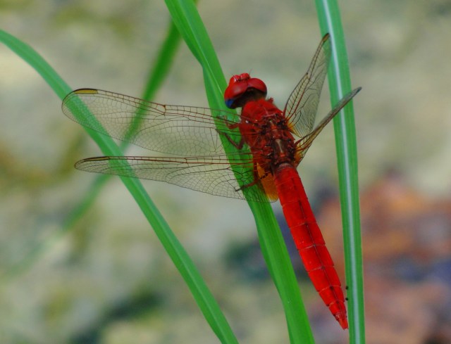 Trithemis kirbyi dragonfly at the Spring of Harod - Gideon's Spring