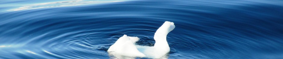 Swan shaped piece of ice in Paradise Bay, Antarctica