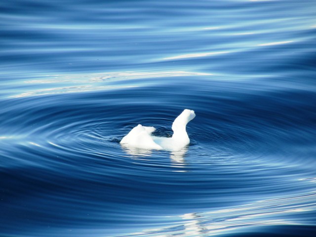 Swan shaped piece of ice in Paradise Bay, Antarctica
