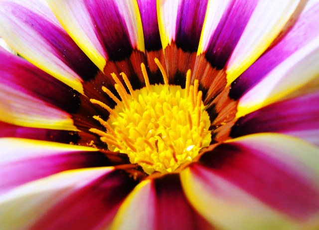 Sydney Daisies - Asteraceae - Daisy - North Ryde, Australia