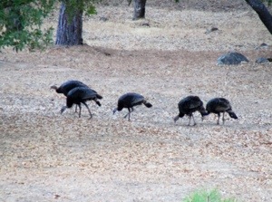 Flock of Wild Turkeys - Groveland, California - Thanksgiving - Turkey Time