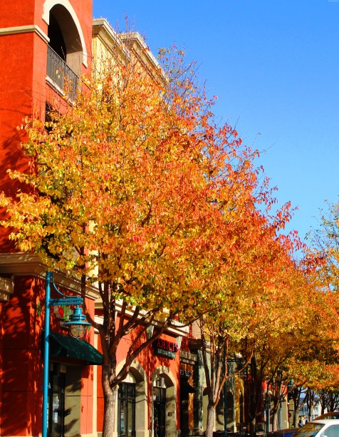 December Color - Fall Trees in Dublin, California