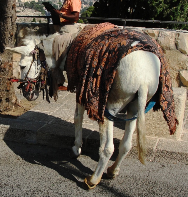 Donkey - Mount of Olives - Election 2012