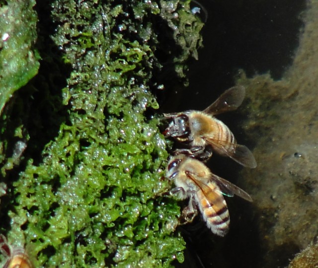 Honey Bee - Israel - Pool of Siloam - Honey Production
