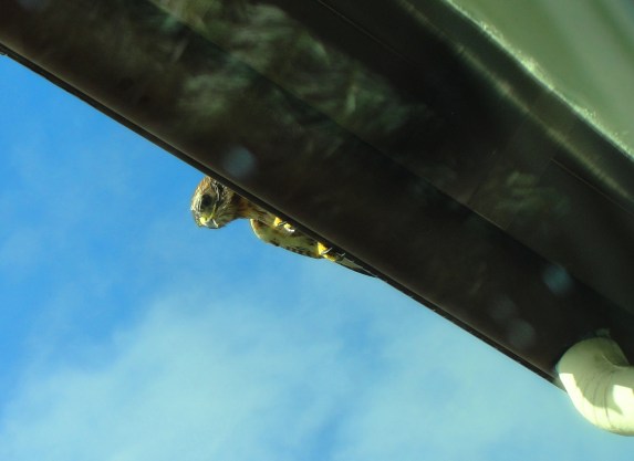 Red Tailed Hawk - Buteo jamaicensis