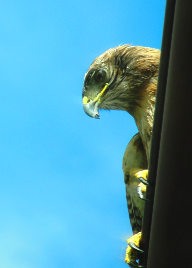 Red Tailed Hawk - Buteo jamaicensis