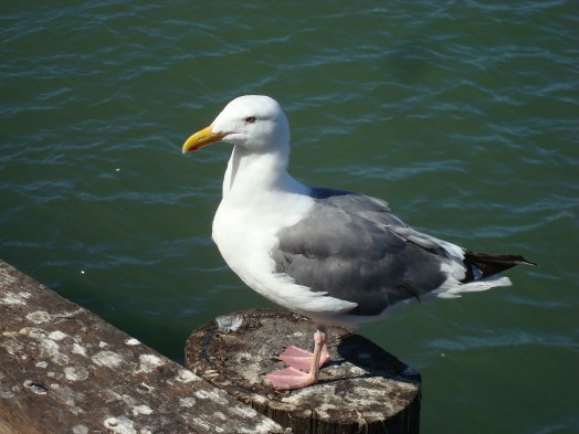 Western Gull (Larus occidentalis) in San Francisco