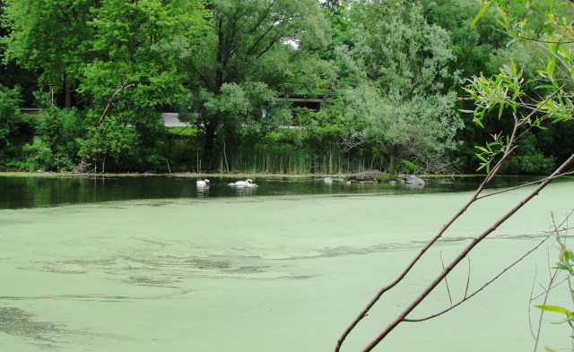 Trumpeter Swan - Cygnus buccinator - Toronto Zoo