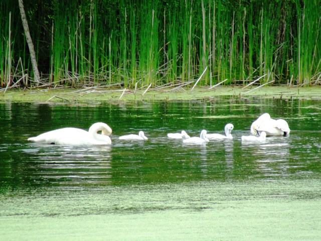Trumpeter Swan - Cygnus buccinator - Toronto Zoo