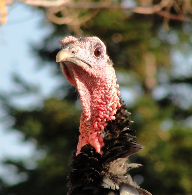 Wild Turkey Head - Dublin, California - Thanksgiving