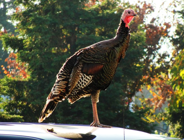 Wild Turkey - Thanksgiving - Dublin, California - Turkey on Car