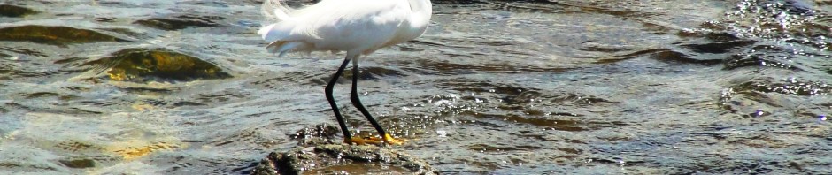 Snowy Egret (Egretta thula) in Punta del Esta, Uraguay