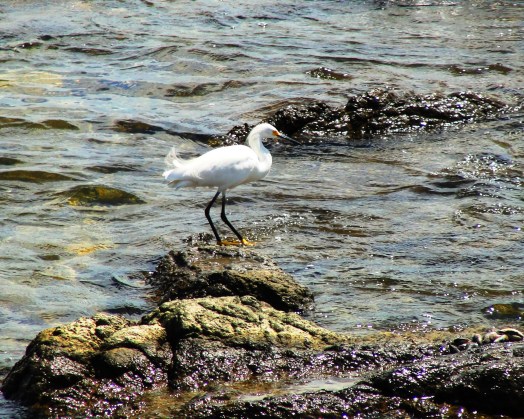 Snowy Egret (Egretta thula) in Punta del Esta, Uruguay