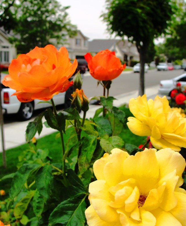 Rose blooms - Different color on same bush - Red and Yellow