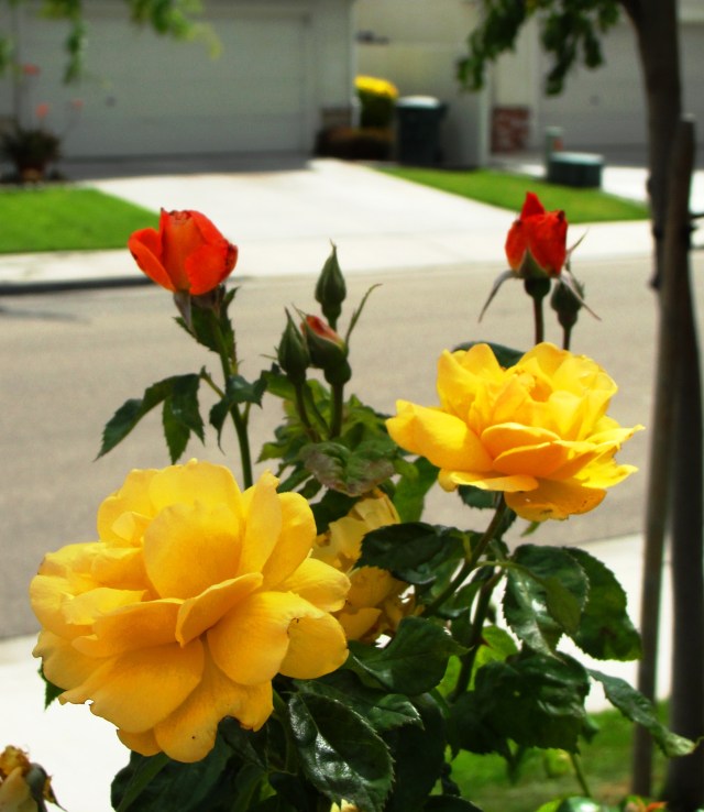 Rose blooms - Different color on same bush - Red and Yellow