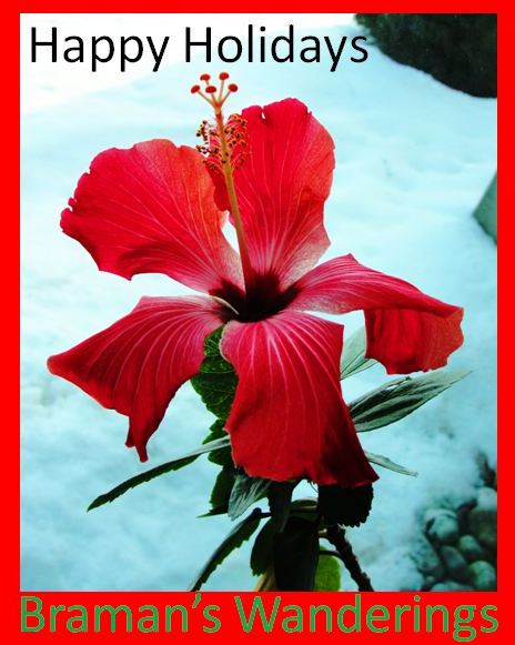 Happy Holidays from Braman's Wanderings - https://bramanswanderings.wordpress.com - Hibiscus - Snow - Canada