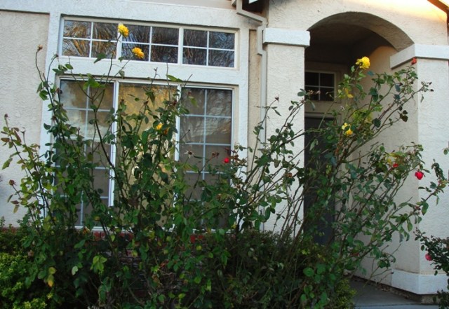 December Roses - Before Pruning - Rose Pruning - Winter Pruning