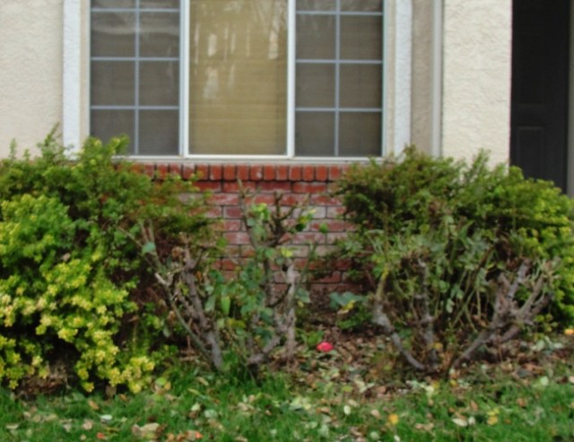 Rose Pruning - Winter Pruning - Rose Bushes