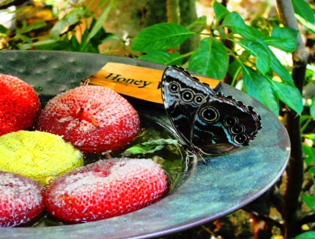 Blue Morpho Butterfly - Morpho peleides - Henry Doorly Zoo - Omaha, Nebraska