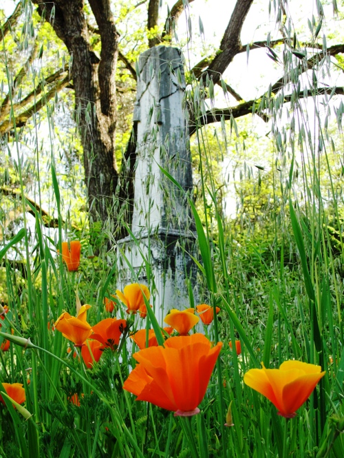 California Poppy - Eschscholzia californica - California State Flower - Dublin Pioneer Cemetery
