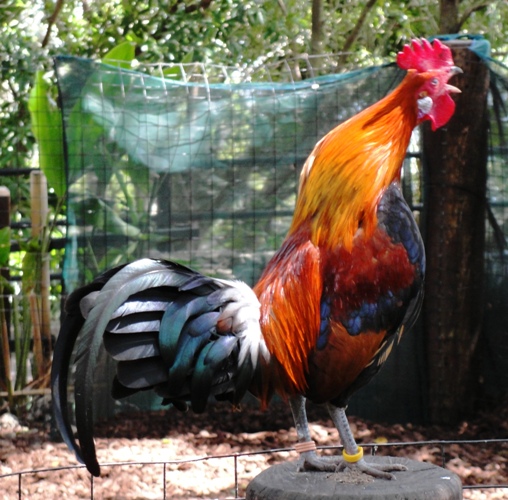 Gallus Gallus - Red Jungle Fowl - Taronga Zoo - Sydney, Australia - Crowing Cock