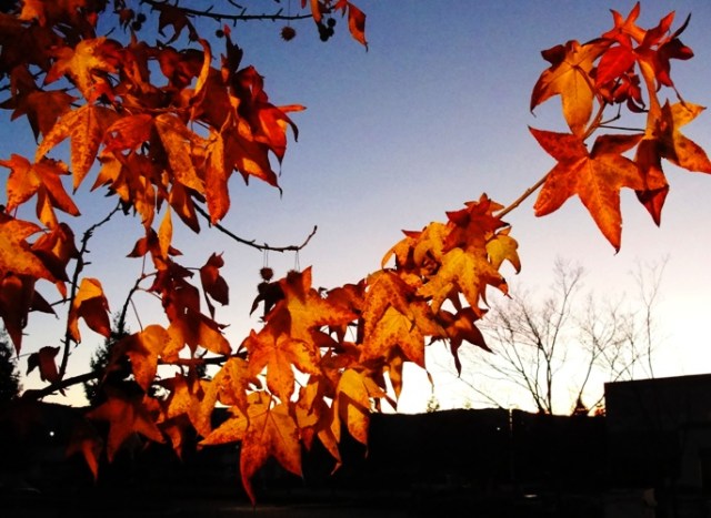 Orange Leaves - Sunset - Winter Day - Fall Foliage