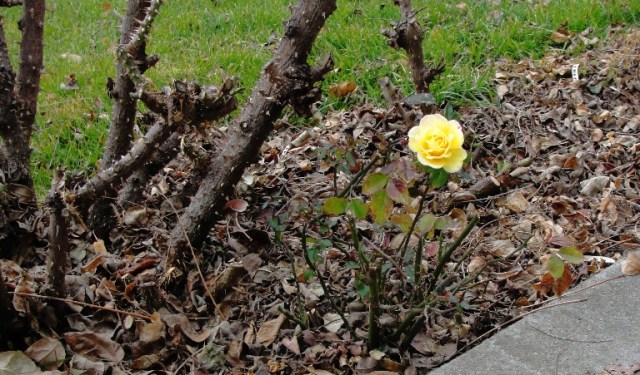 Minature Rose - Yellow Rose - Last Bloom - First Bloom - Small Rose Bush