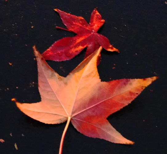 Fall Leaves - Wet and Windy - Red Leaves - Fall Foliage