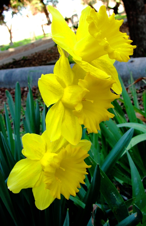 First Daffodils - Dublin Pioneer Cemetery - Dublin Heritage Center - First Blooms