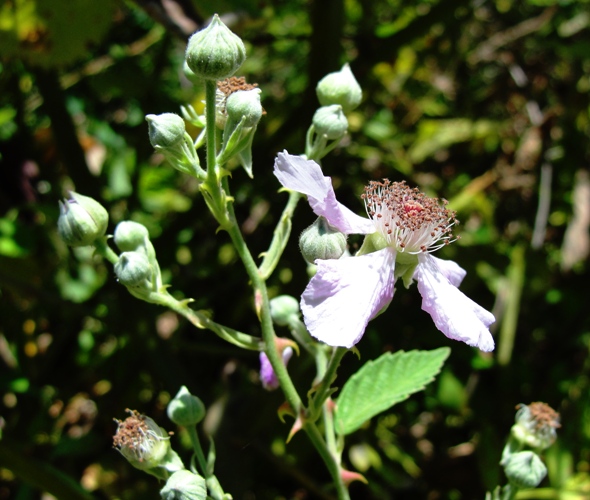 Tel Dan Nature Preserve - Laish - Dan Stream -  Beautiful Flower