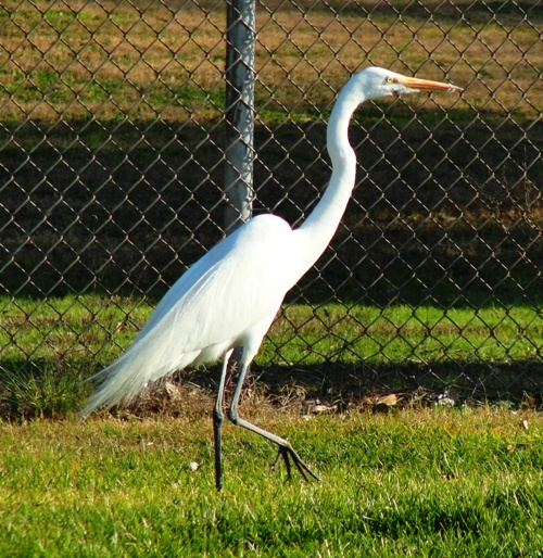 Egret at Castle Air museum - Atwater California 