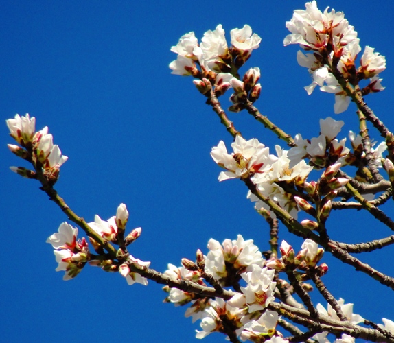 First Blossoms - Bee in Blossom - White Blossom Blue Sky 