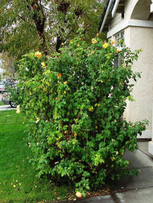 Rose Bush - Yellow Rose - Floribunda - Large Rose Bush