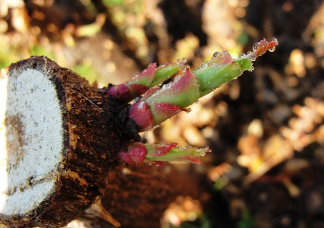 New Rose Growth - Rose Growth Cycle - First Foliage after pruning