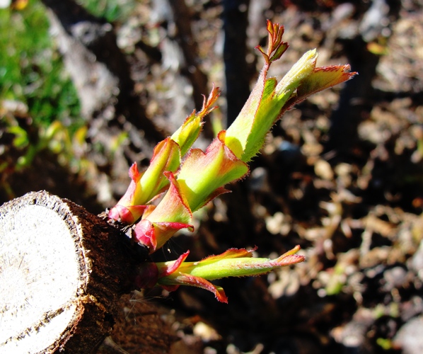 New Rose Growth - Rose Growth Cycle - First Foliage after pruning