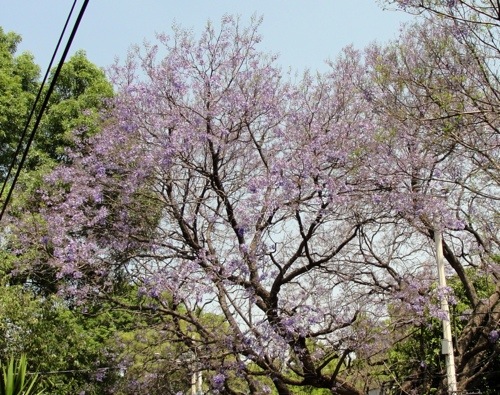 Colorful Coyoacan - Streets of Coyoacan - Colorful Trees - Jacaranda trees (Jacaranda mimosafolia) - Pretoria - Coyoacan - Mexico City