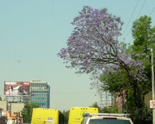 Colorful Coyoacan - Streets of Coyoacan - Colorful Trees - Jacaranda trees (Jacaranda mimosafolia) - Pretoria - Coyoacan - Mexico City