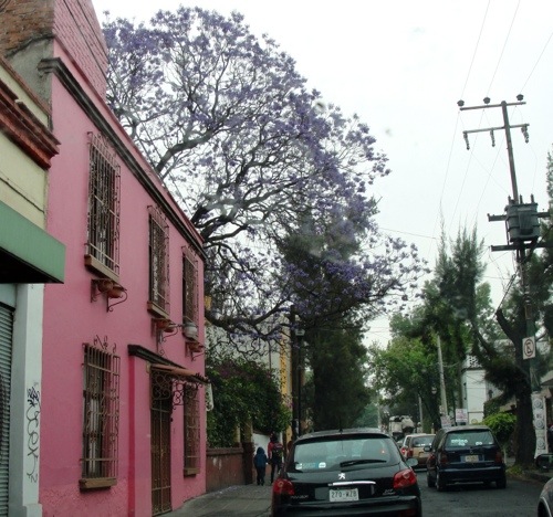 Colorful Coyoacan - Streets of Coyoacan - Colorful Houses - Jacaranda Tree - Purple Blossoms - Mexican Street Scene