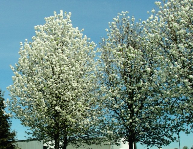 White Blossoms - Spring Trees - Pear Tree Blossoms - California Spring