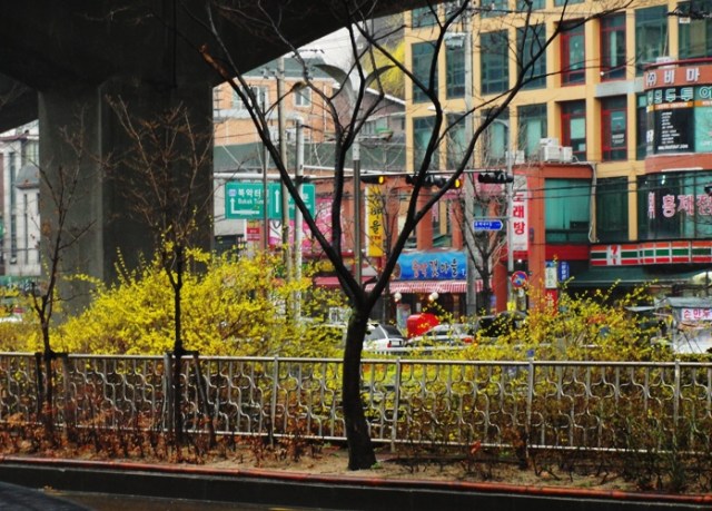 Spring in Seoul - Rainy Day - 40 Hour Day - Travel Home - Seoul Street Scene