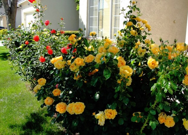 Yellow Roses - Tropicana Rose - Floribunda - Rose Bushes - April Roses - Spring Flowers 